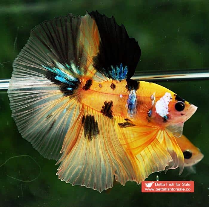Betta fish OHM Yellow Tiger Galaxy - Image 5