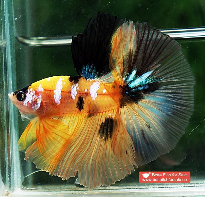 Betta fish OHM Yellow Tiger Galaxy - Image 6
