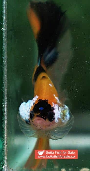 Betta fish OHM Yellow Tiger Galaxy - Image 7