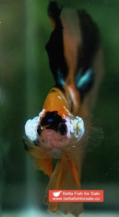 Betta fish OHM Yellow Tiger Galaxy - Image 8