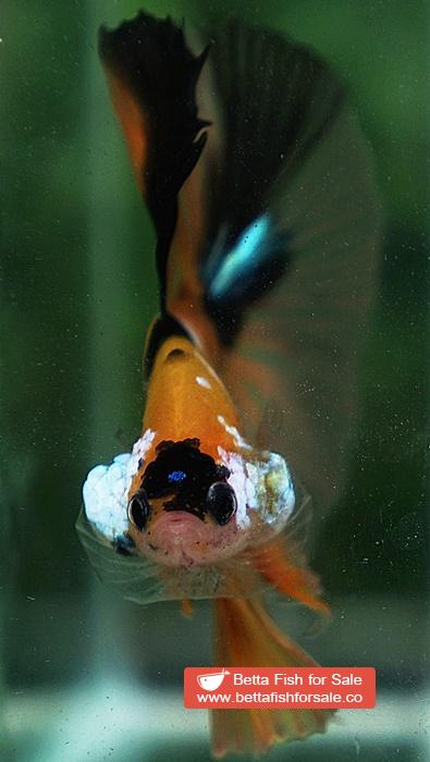 Betta fish OHM Yellow Tiger Galaxy - Image 9