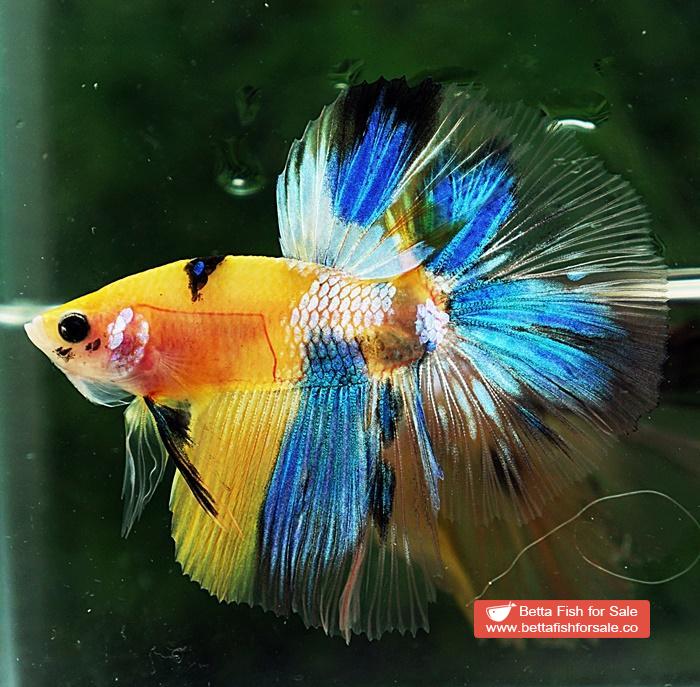 Betta fish OHM Fancy Yellow Blue Tiger - Image 3