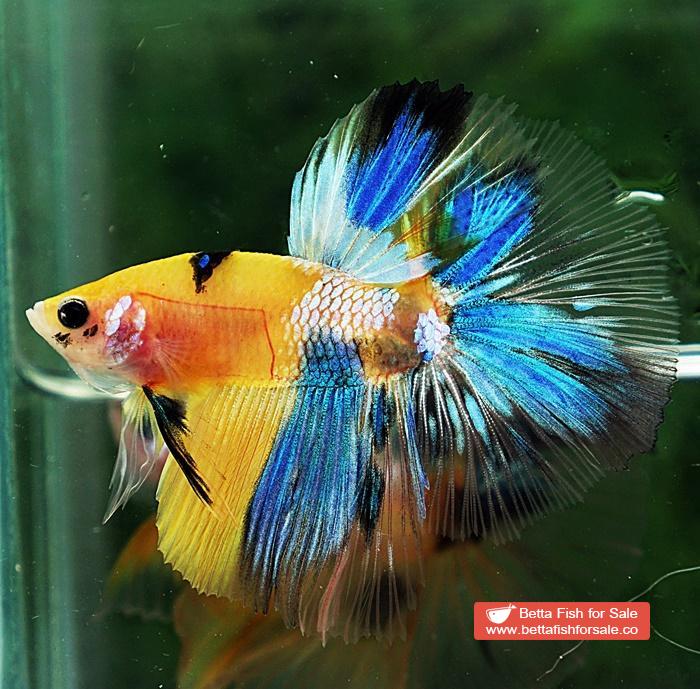 Betta fish OHM Fancy Yellow Blue Tiger - Image 5