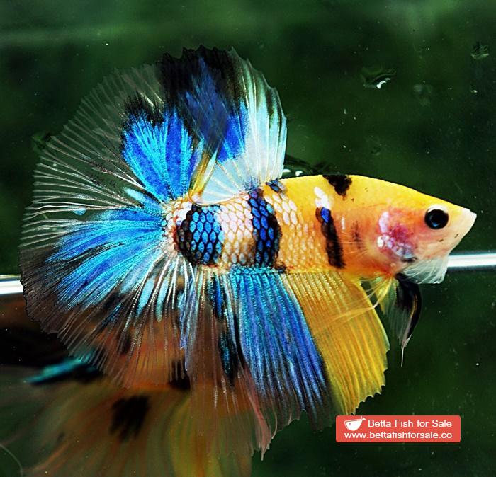 Betta fish OHM Fancy Yellow Blue Tiger - Image 6