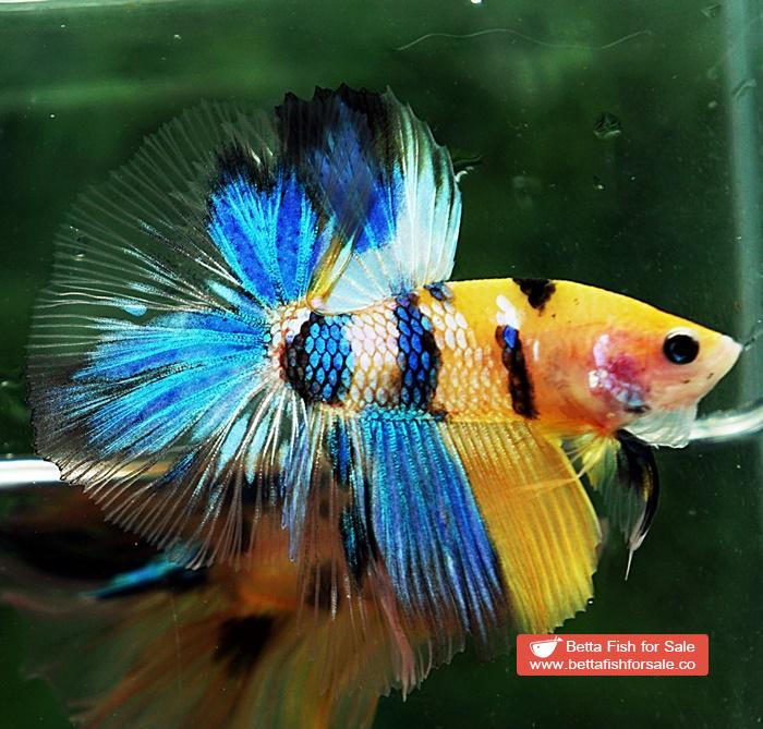 Betta fish OHM Fancy Yellow Blue Tiger - Image 2