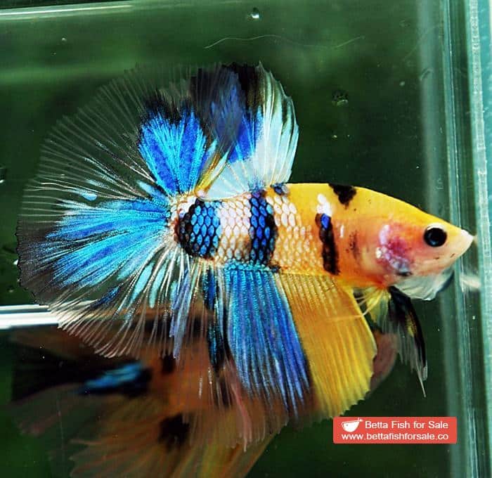Betta fish OHM Fancy Yellow Blue Tiger - Image 4
