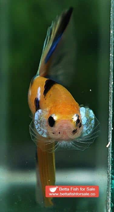 Betta fish OHM Fancy Yellow Blue Tiger - Image 7