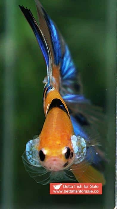 Betta fish OHM Fancy Yellow Blue Tiger - Image 8