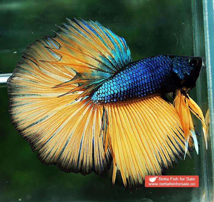 Betta fish HM Original Blue Mustard Gas - Image 2