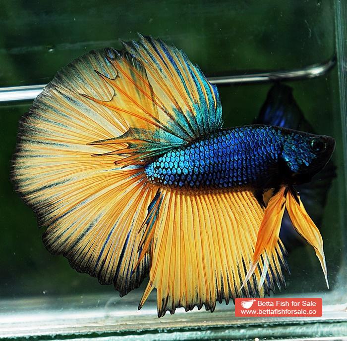 Betta fish HM Original Blue Mustard Gas - Image 4