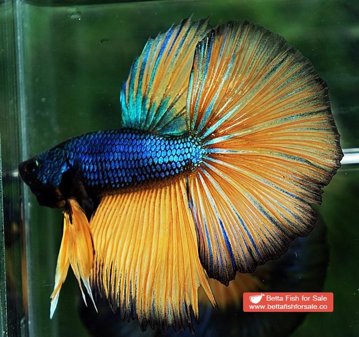 Betta fish HM Original Blue Mustard Gas - Image 3
