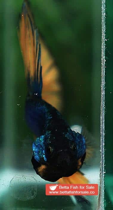 Betta fish HM Original Blue Mustard Gas - Image 5
