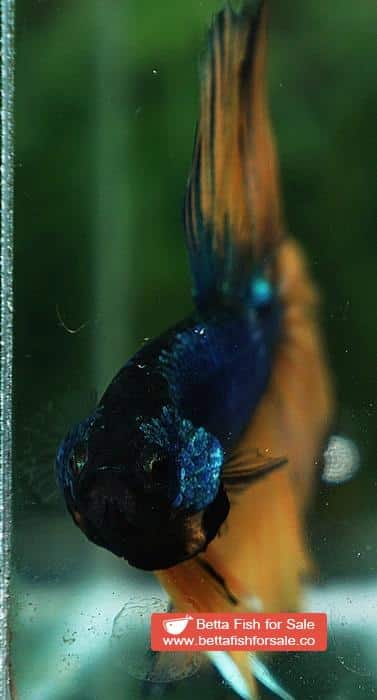 Betta fish HM Original Blue Mustard Gas - Image 6