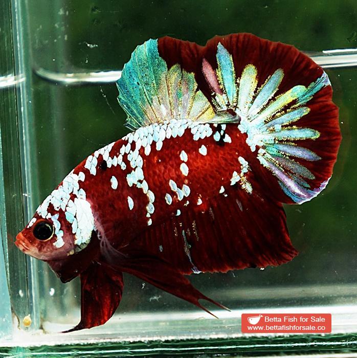 Betta fish HMPK Princes of Red Santa Galaxy - Image 2