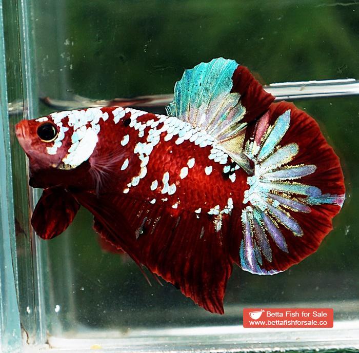Betta fish HMPK Princes of Red Santa Galaxy - Image 4