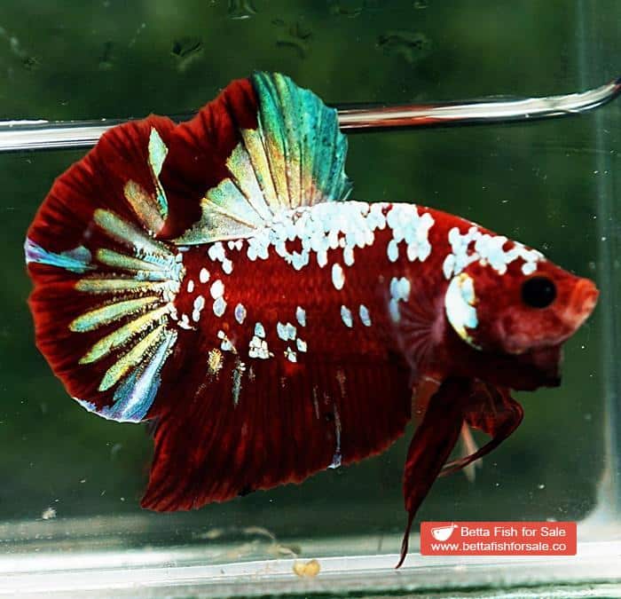 Betta fish HMPK Princes of Red Santa Galaxy - Image 5