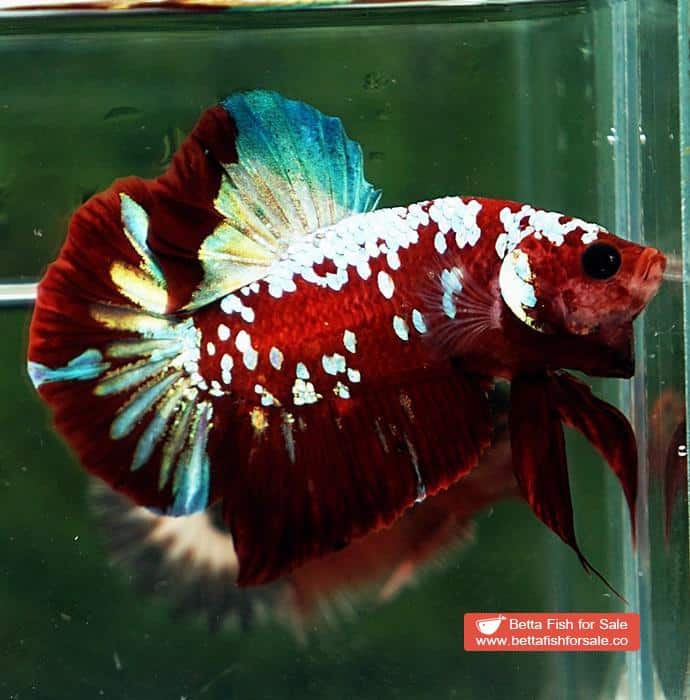 Betta fish HMPK Princes of Red Santa Galaxy - Image 3