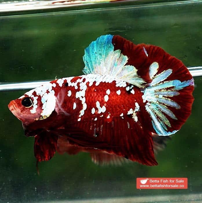 Betta fish HMPK Princes of Red Santa Galaxy - Image 6