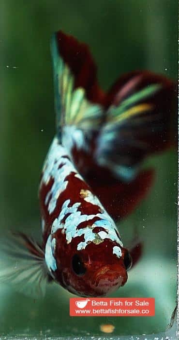 Betta fish HMPK Princes of Red Santa Galaxy - Image 7