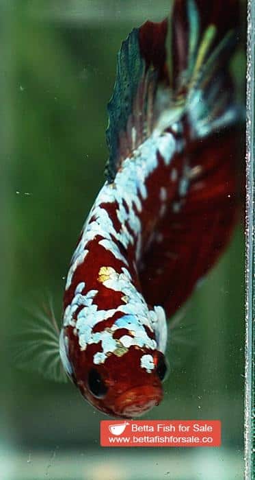 Betta fish HMPK Princes of Red Santa Galaxy - Image 8