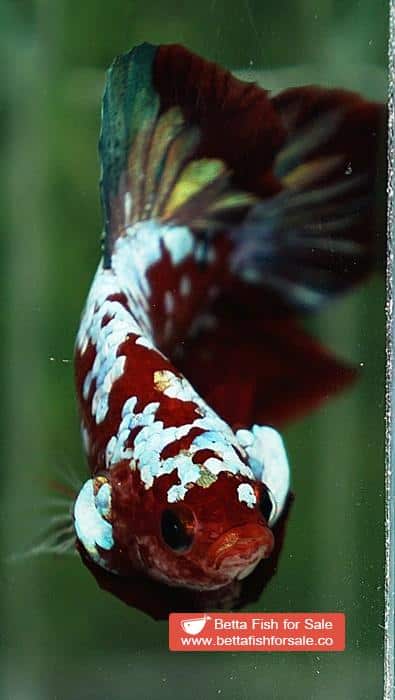 Betta fish HMPK Princes of Red Santa Galaxy - Image 9