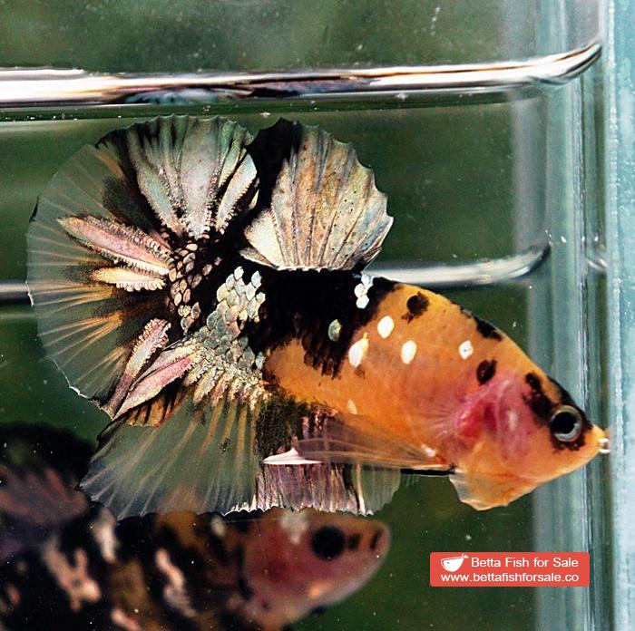 Betta fish HMPK Prince of Tiger Copper - Image 5