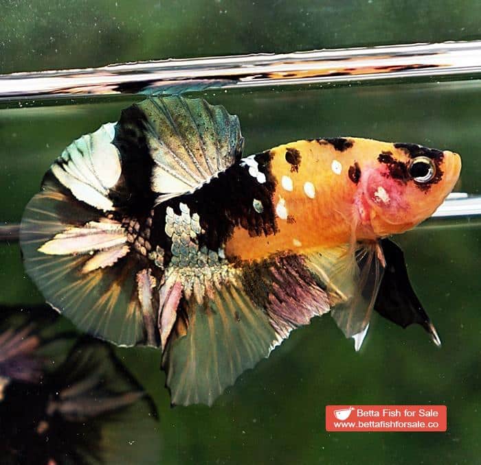 Betta fish HMPK Prince of Tiger Copper - Image 3