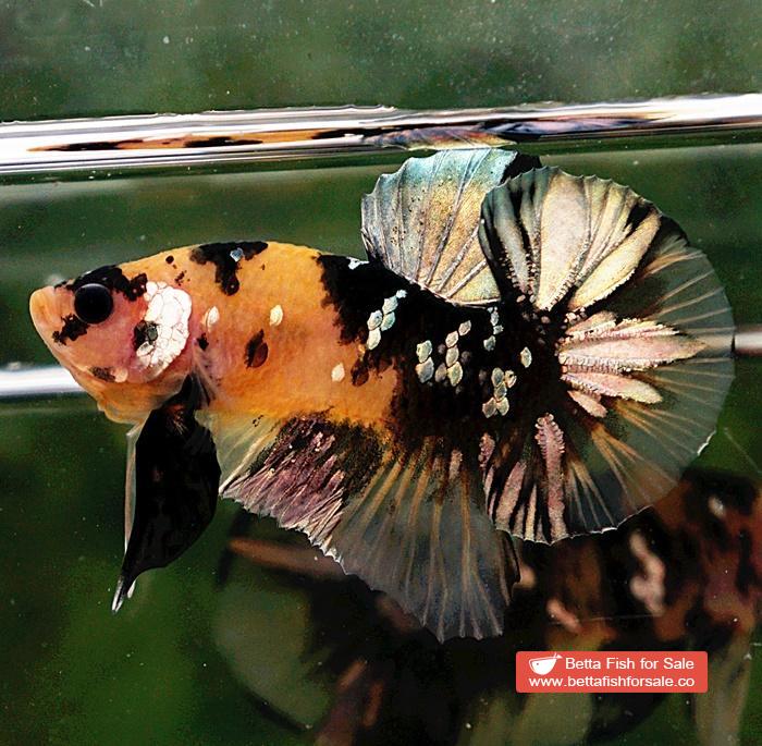 Betta fish HMPK Prince of Tiger Copper - Image 2