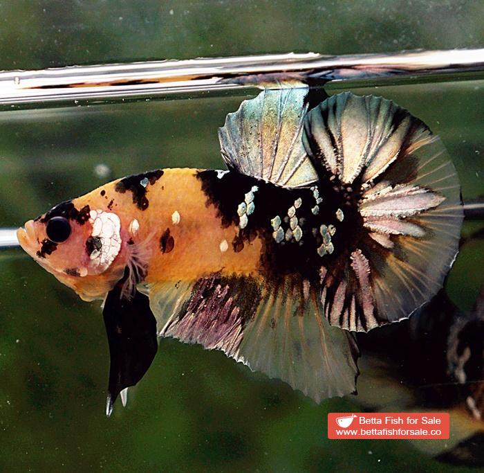 Betta fish HMPK Prince of Tiger Copper - Image 4