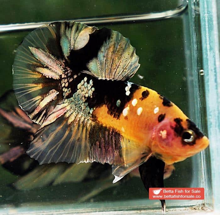 Betta fish HMPK Prince of Tiger Copper - Image 6