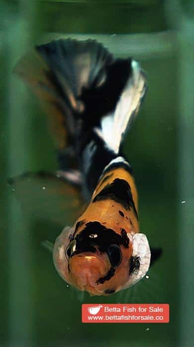 Betta fish HMPK Prince of Tiger Copper - Image 8