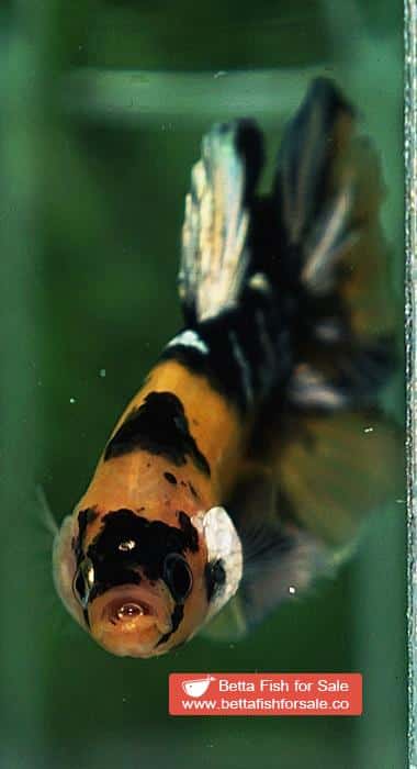 Betta fish HMPK Prince of Tiger Copper - Image 7