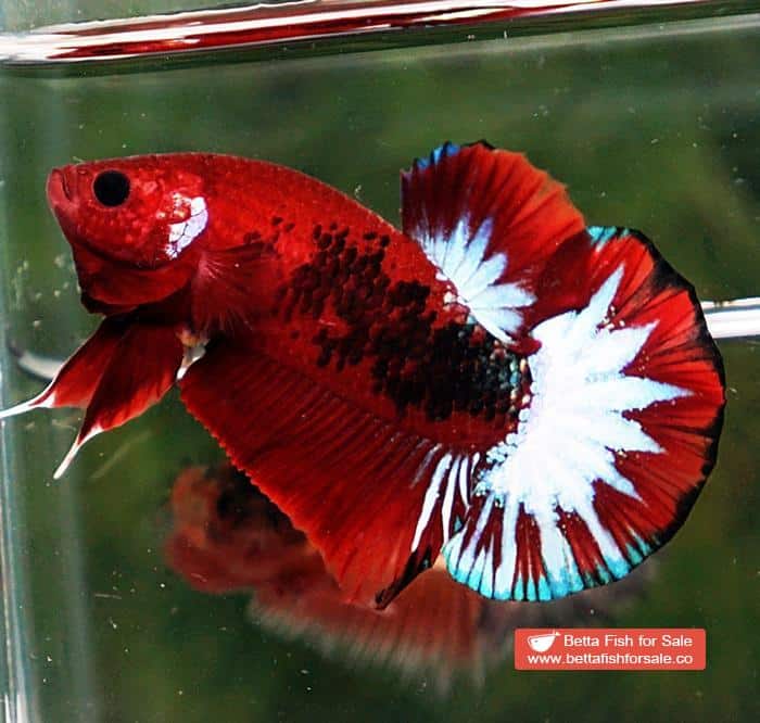 Betta fish HMPK Hell Boy Star tail - Image 2