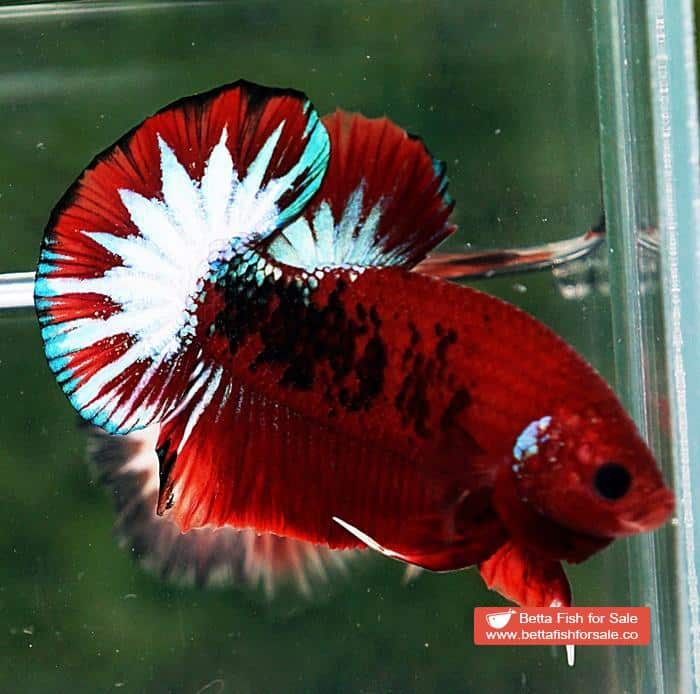 Betta fish HMPK Hell Boy Star tail - Image 6