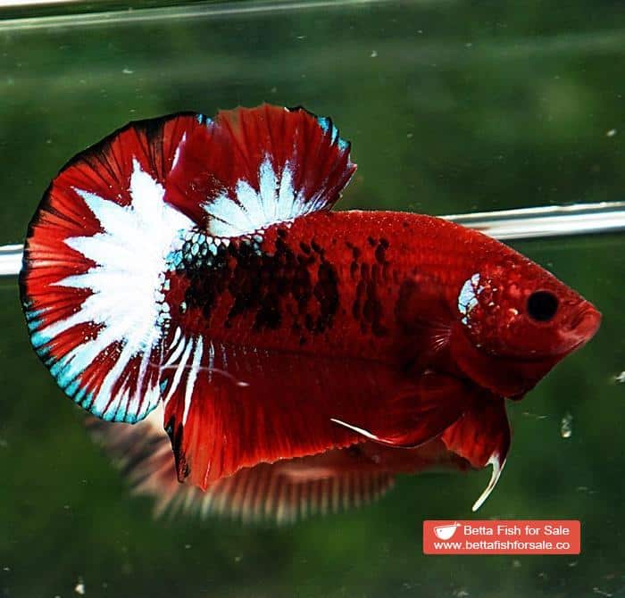 Betta fish HMPK Hell Boy Star tail - Image 3