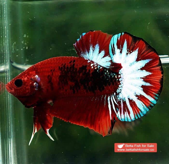 Betta fish HMPK Hell Boy Star tail - Image 5