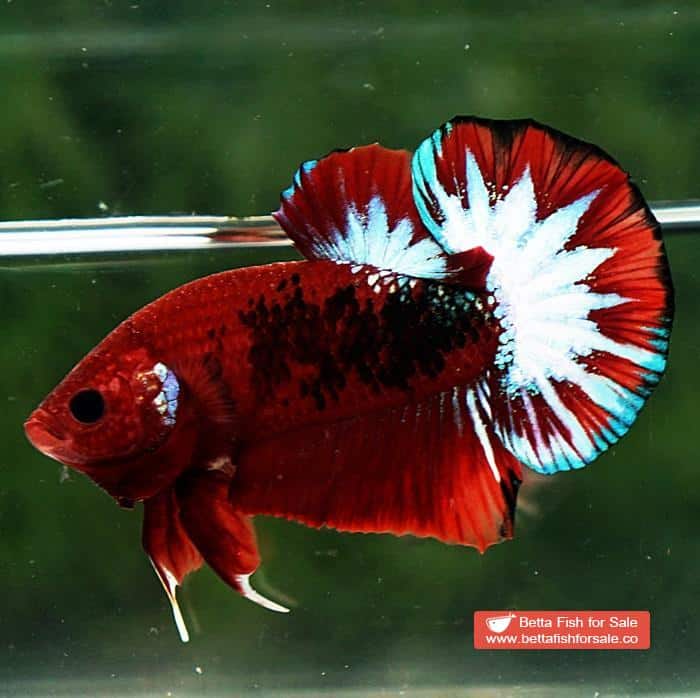 Betta fish HMPK Hell Boy Star tail - Image 4