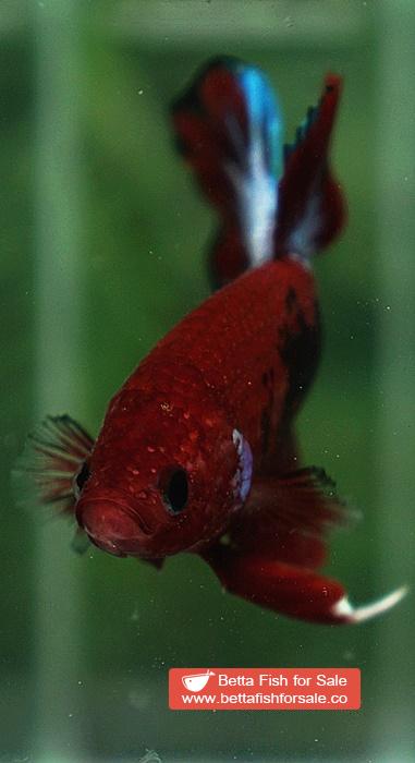 Betta fish HMPK Hell Boy Star tail - Image 8