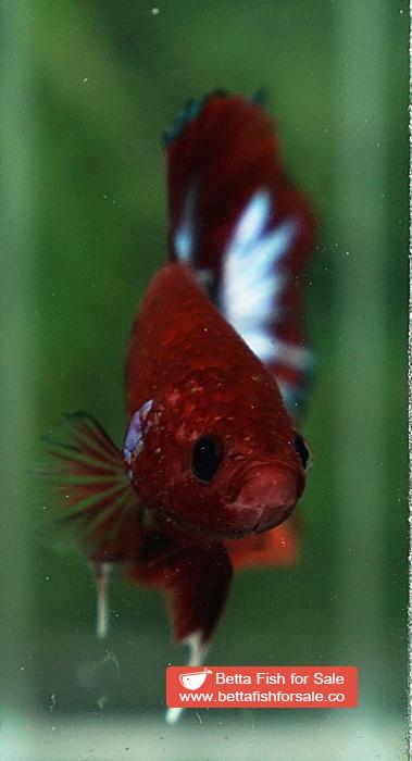 Betta fish HMPK Hell Boy Star tail - Image 7