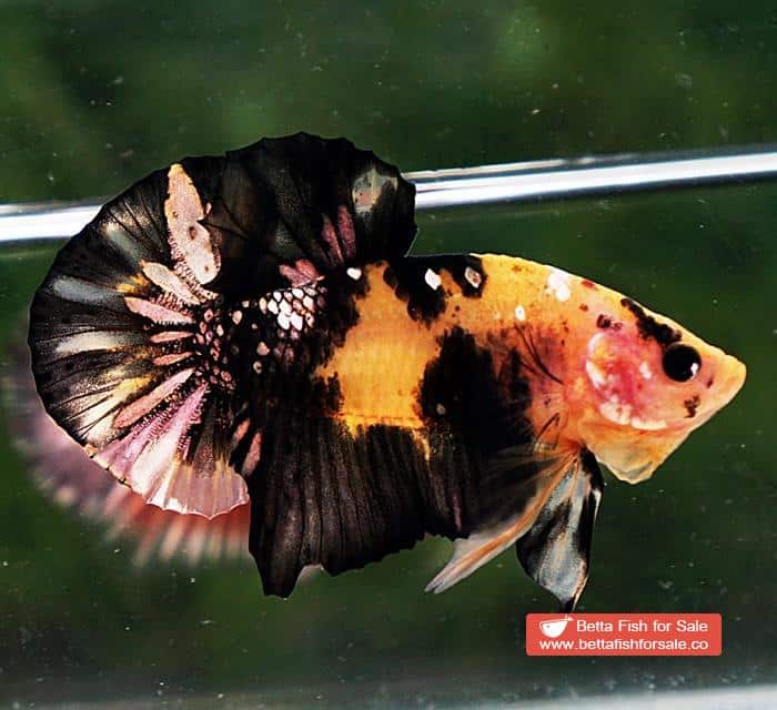 Betta fish HMPK Strong Yellow Tiger Copper - Image 4