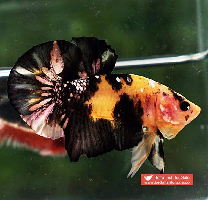 Betta fish HMPK Strong Yellow Tiger Copper - Image 2