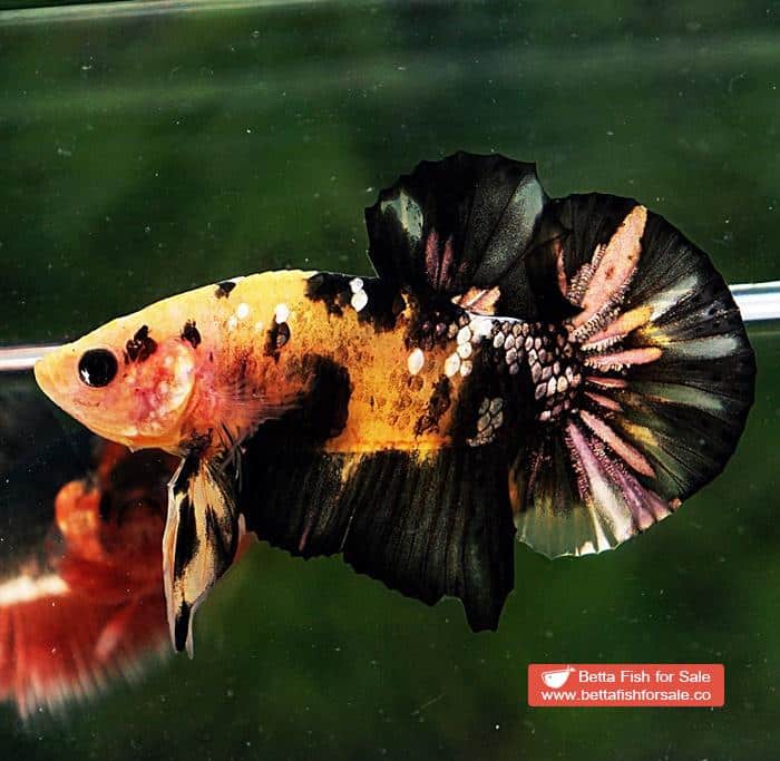 Betta fish HMPK Strong Yellow Tiger Copper - Image 3