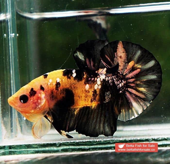 Betta fish HMPK Strong Yellow Tiger Copper - Image 5