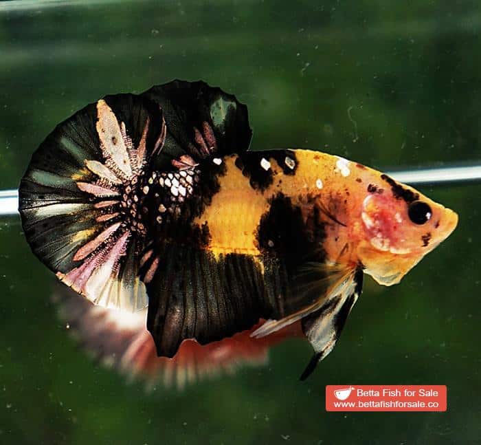 Betta fish HMPK Strong Yellow Tiger Copper - Image 6