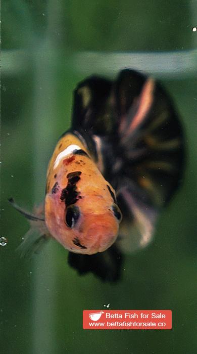 Betta fish HMPK Strong Yellow Tiger Copper - Image 8