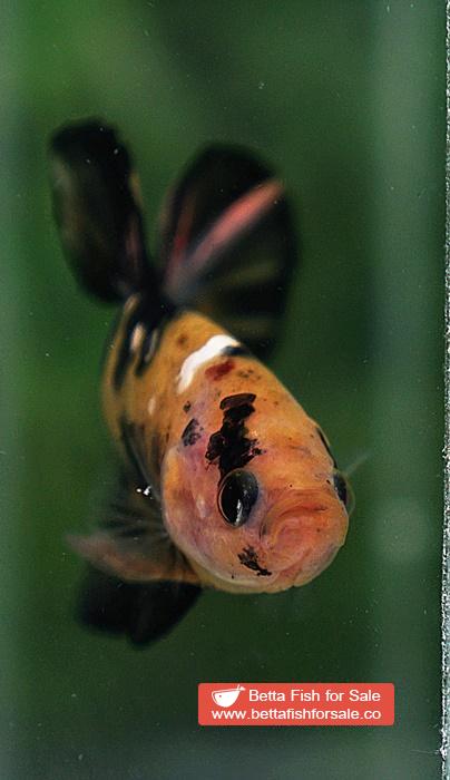 Betta fish HMPK Strong Yellow Tiger Copper - Image 7