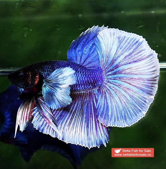 Betta fish OHM Violet Purple Dumbo