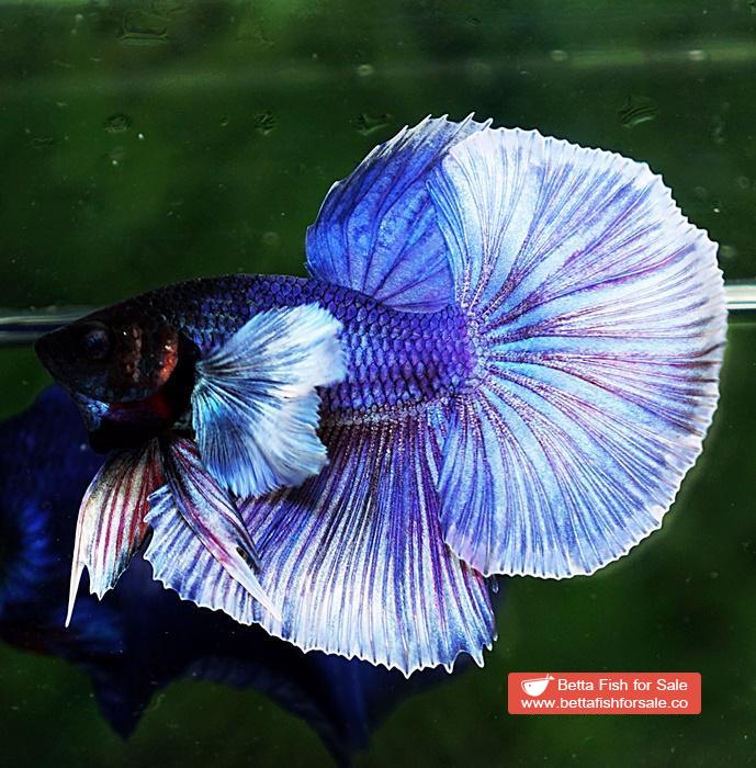Betta fish OHM Violet Purple Dumbo - Image 2