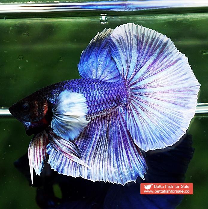 Betta fish OHM Violet Purple Dumbo - Image 4
