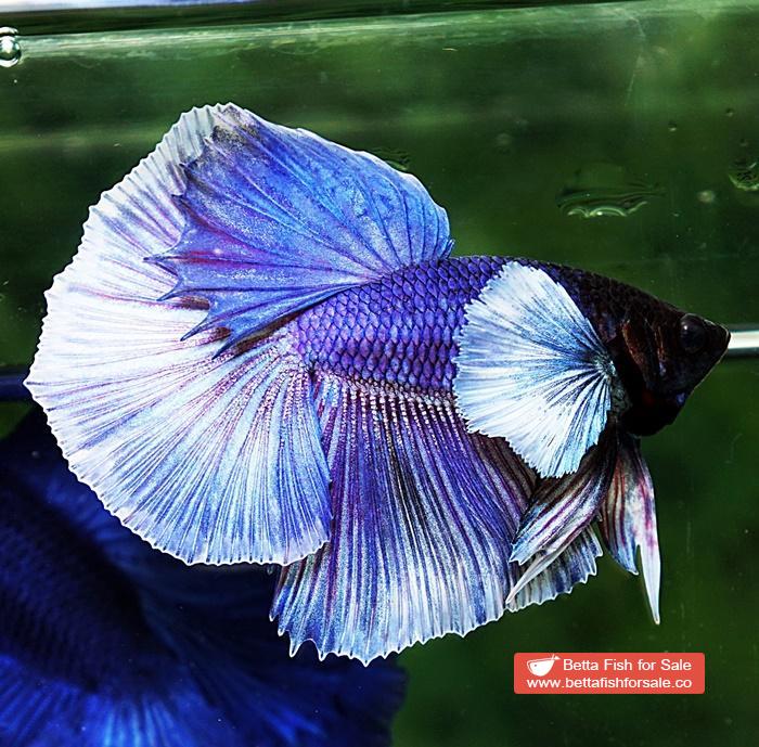 Betta fish OHM Violet Purple Dumbo - Image 3